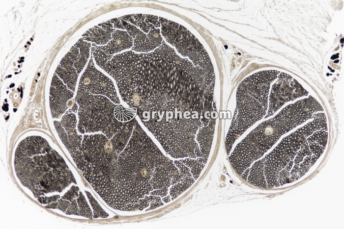 Nerf AO Mammifère CT x25 - gryphea.com